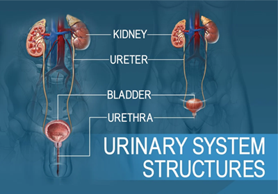 urinary